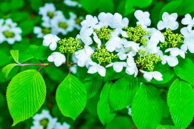 Viburnum plicatum - Ukrayna 'nın bahçesinde süslü bir çalılığın açan beyaz çiçekleri