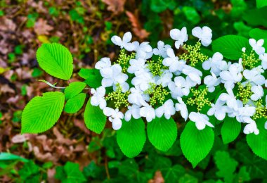 Viburnum plicatum - Ukrayna 'nın bahçesinde süslü bir çalılığın açan beyaz çiçekleri