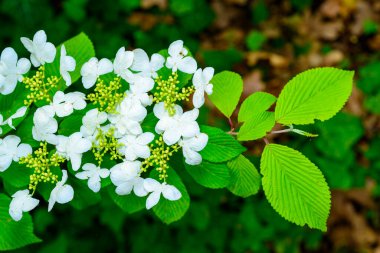 Viburnum plicatum - Ukrayna 'nın bahçesinde süslü bir çalılığın açan beyaz çiçekleri