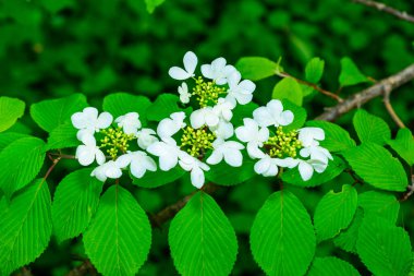 Viburnum plicatum - Ukrayna 'nın bahçesinde süslü bir çalılığın açan beyaz çiçekleri