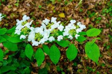 Viburnum plicatum - blooming white flowers of an ornamental shrub in the garden, Ukraine clipart