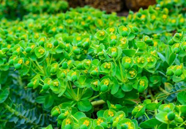Süs bahçesinin sarı-yeşil çiçekleri Bahçede öforbi, Ukrayna