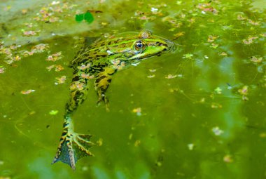 Bataklık kurbağası (Pelophylax ridibundus), Ukrayna 'da suda kurbağa.