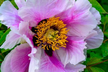 Bir ağacın pembe çiçeği - baharda şakayık gibi bir sıkıntı, Ukrayna