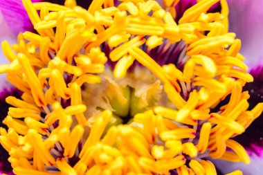 Ukrayna 'da bir ağaç şakayığının sarı kekemeliğine yakın çekim