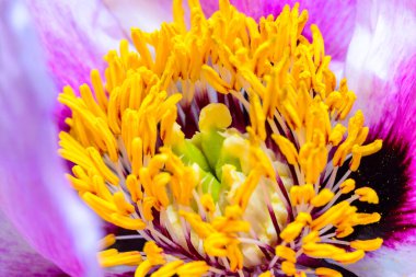 Ukrayna 'da bir ağaç şakayığının sarı kekemeliğine yakın çekim