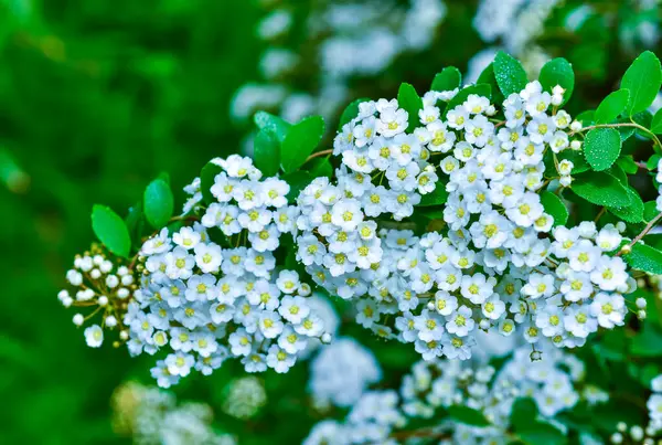 Spiraea kantoniensis - İlkbaharda, Ukrayna 'da küçük beyaz çiçekli çalı bitkisi