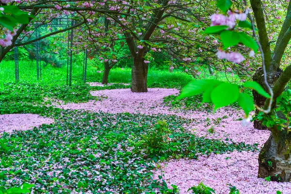stock image Japanese flowering cherry tree. Falled petals Sakura under the trees in the garden, Ukraine
