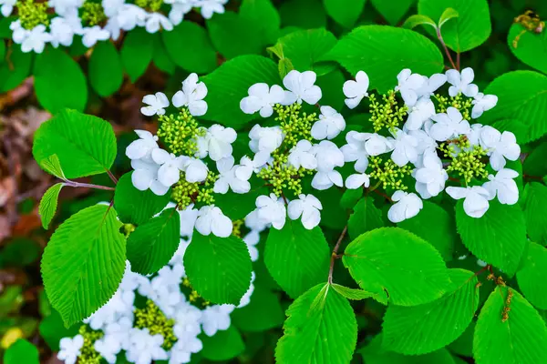 Stock image Viburnum plicatum - blooming white flowers of an ornamental shrub in the garden, Ukraine