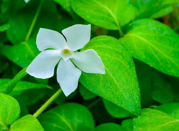 stock image Vinca minor - A groundcover plant with white asymmetric petals in a flower, Ukraine