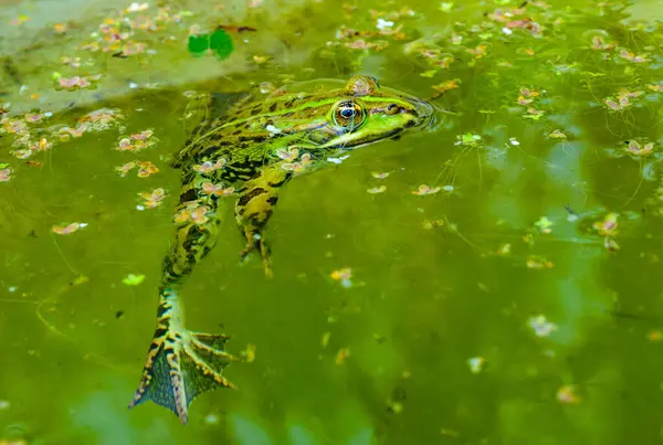 stock image The marsh frog (Pelophylax ridibundus), frog in water, Ukraine