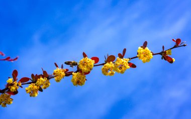 Bal arısı Böğürtlen filizinde Bahçedeki mavi gökyüzüne karşı, Ukrayna