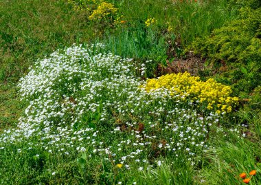 Arenaria sp. Bahçenin iç kısımlarında çiçek açan bitkiler.