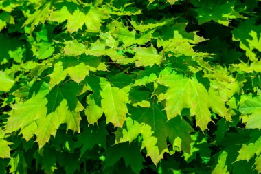 Norveç akçaağacı - Acer platanoidleri, baharda bahçede güneşin altında bir ağacın yeşil yaprakları