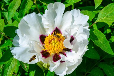 Ağacın beyaz çiçeği - şakayık gibi baharda sıkıntı, Ukrayna