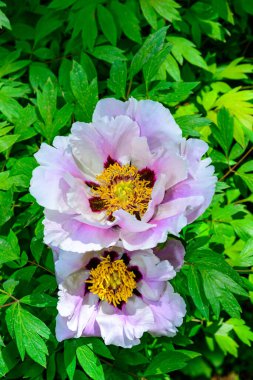 Bir ağacın pembe çiçeği - baharda şakayık gibi bir sıkıntı, Ukrayna