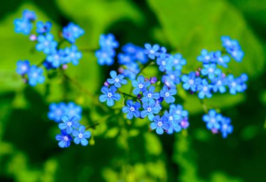 Brunnera SP 'de. Bahçedeki yeşil yaprakların arka planına karşı narin mavi çiçekleri olan bahçe bitkisi, Ukrayna