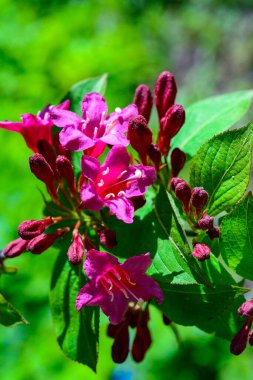 Weigela sp. - Koleksiyondaki çiçek açan çalıların pembe çiçekleri.