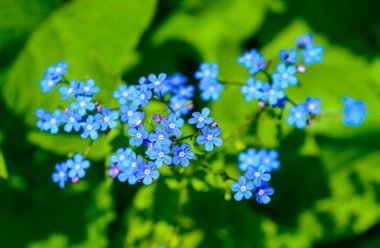 Brunnera SP 'de. Bahçedeki yeşil yaprakların arka planına karşı narin mavi çiçekleri olan bahçe bitkisi, Ukrayna