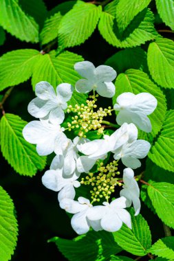 Viburnum plicatum - Ukrayna 'nın bahçesinde süslü bir çalılığın açan beyaz çiçekleri