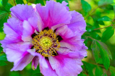 Ukrayna, Odessa 'da bir bahçede şakayık çiçeklerine yakın çekim