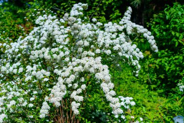 Spiraea kantoniensis - İlkbaharda, Ukrayna 'da küçük beyaz çiçekli çalı bitkisi