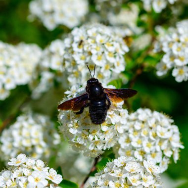 Violet Marangoz Arısı - Xylocopa ihlali, Ukrayna, Spiraea 'nın beyaz çiçeklerinde büyük mor arı