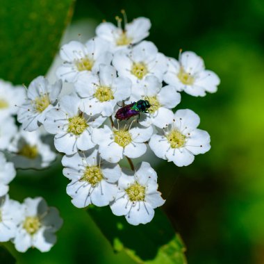 Anthaxia bicolor - A brilliant two -tone beetle on white colors of a spirea in the garden, Ukraine clipart