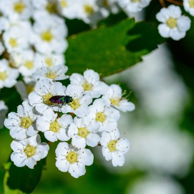 Anthaxia bicolor - Ukrayna, Ukrayna 'da beyaz renkli parlak iki tonlu bir böcek