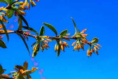 Böğürtlen filizleri bahçede mavi gökyüzüne karşı, Ukrayna