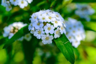 Spiraea kantoniensis - İlkbaharda, Ukrayna 'da küçük beyaz çiçekli çalı bitkisi