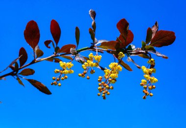 Böğürtlen filizleri bahçede mavi gökyüzüne karşı, Ukrayna