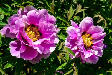 Bahçe ağacı şakayığının kırmızı çiçeği, bahçede bal bitkisi, Ukrayna