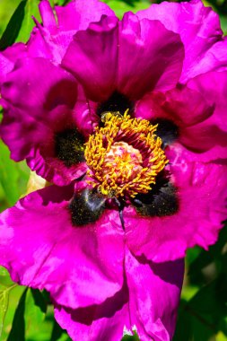Bahçe ağacı şakayığının kırmızı çiçeği, bahçede bal bitkisi, Ukrayna