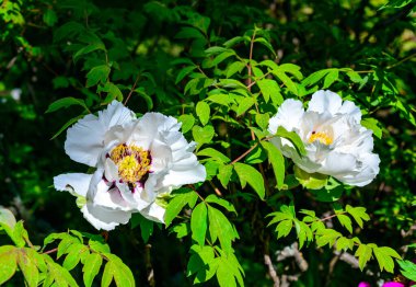 Ağacın beyaz çiçekleri baharda güçlük çıkarır, Ukrayna