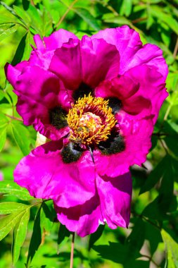 Bahçe ağacı şakayığının kırmızı çiçeği, bahçede bal bitkisi, Ukrayna