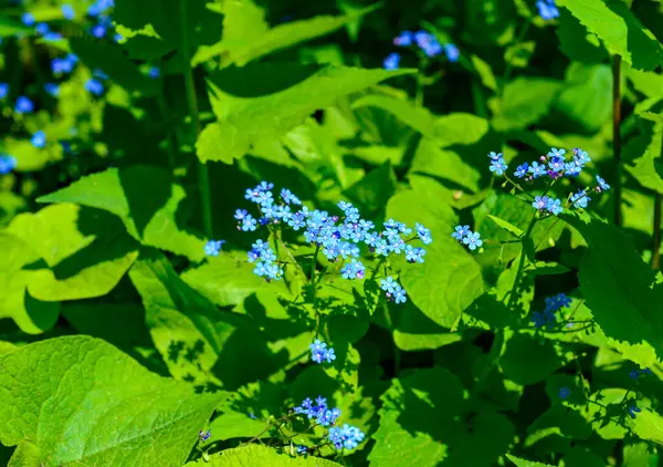 stock image Brunnera sp. - garden plant with delicate blue flowers against a background of green leaves in the garden, Ukraine