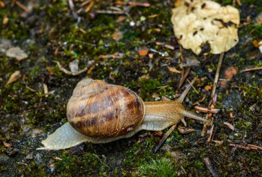 Helix albescens - Salyangoz bahçede yiyecek aramak için sürünüyor, Ukrayna