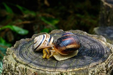 Sefaea vindobonensis ve Helix vulgaris - Ukrayna 'daki bir ağaç kütüğünde sürünen iki akciğer yumuşakçası.
