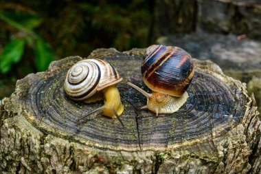 Sefaea vindobonensis ve Helix vulgaris - Ukrayna 'daki bir ağaç kütüğünde sürünen iki akciğer yumuşakçası.