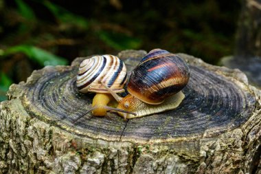 Sefaea vindobonensis ve Helix vulgaris - Ukrayna 'daki bir ağaç kütüğünde sürünen iki akciğer yumuşakçası.