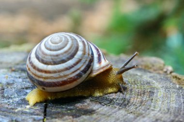 Sefaea vindobonensis - sürünen kara ciğeri yumuşakçaları ve Ukrayna 'da sarı bir vücut.