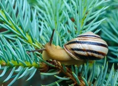 Cepaea vindobonensis - crawling land lung mollusk with a yellow body in the garden, Ukraine clipart
