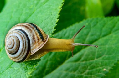 Sefaea vindobonensis - sürünen kara ciğeri yumuşakçaları ve Ukrayna 'da sarı bir vücut.