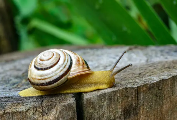 Stock image Cepaea vindobonensis - crawling land lung mollusk with a yellow body in the garden, Ukraine