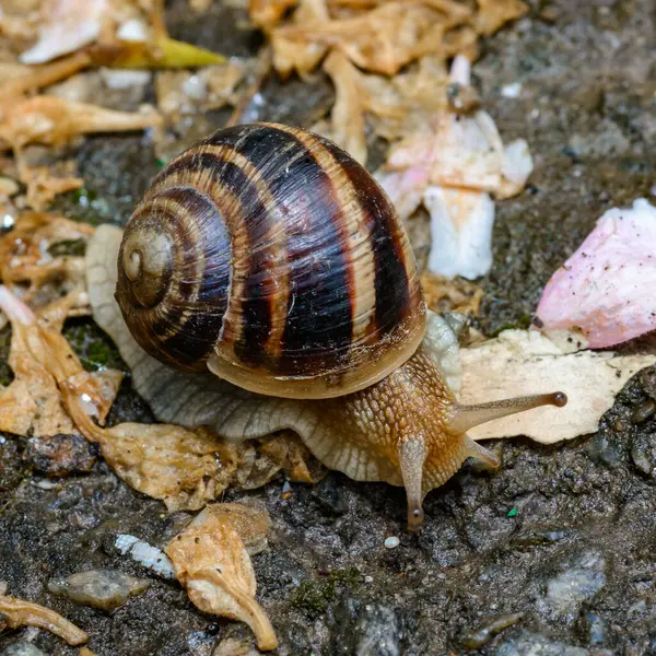 Helix albescens - Salyangoz bahçede yiyecek aramak için sürünüyor, Ukrayna