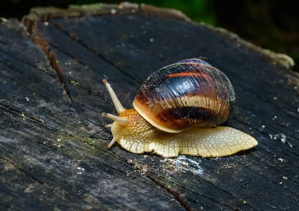 Helix albescens - Salyangoz bahçede yiyecek aramak için sürünüyor, Ukrayna