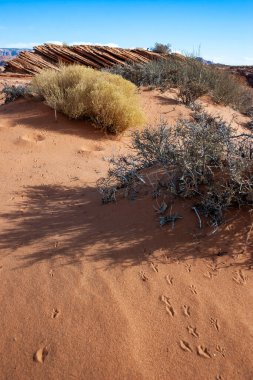 Dikenli çalılık ve kurak bitki örtüsü Arizona çölündeki kırmızı kumlarda Glen Kanyonu yakınlarında yetişiyor.