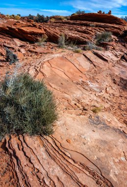 Dikenli çalılık ve kurak bitki örtüsü Arizona çölündeki kırmızı kumlarda Glen Kanyonu yakınlarında yetişiyor.