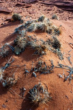 Opuntia kaktüsü kayaların arasında yetişiyor ve Glen Canyon, Arizona yakınlarındaki kuru çölde kırmızı kum.